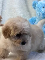 Lincoln, a male Morkie for sale in Birch Tree, MO – 6 of 10