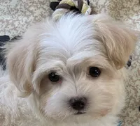 Barley, a male Maltipoo for sale in Birch Tree, MO – 1 of 10