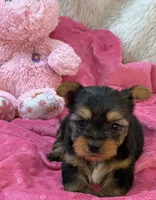 Charity, a female Morkie for sale in Birch Tree, MO – 8 of 8