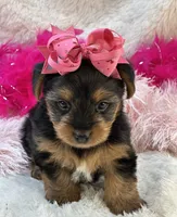 Porsha, a female Morkie for sale in Birch Tree, MO – 10 of 10