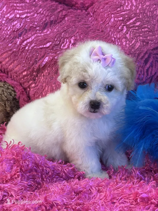 Butter Rose – Maltipoo puppy for sale in Birch Tree, MO