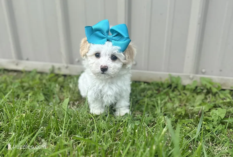 Marshmallow  – Morkie puppy for sale in Birch Tree, MO