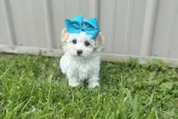 Marshmallow , a female Morkie for sale in Birch Tree, MO – 1 of 5