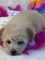 Twinkles, a female Maltipoo for sale in Birch Tree, MO – 5 of 10