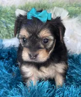 Harmony, a female Morkie for sale in Birch Tree, MO – 6 of 10