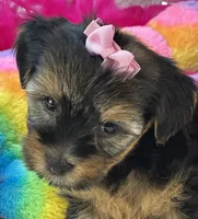 Sadie Mae, a female Yorkipoo for sale in Birch Tree, MO – 8 of 10