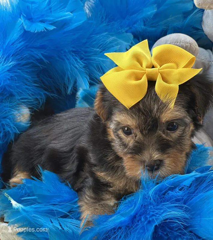 Sweet Winston – Yorkipoo puppy for sale in Birch Tree, MO
