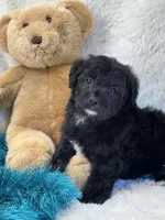 Tango, a male Yorkipoo for sale in Birch Tree, MO – 6 of 10