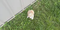 Jonah , a male Maltipoo for sale in Birch Tree, MO – 4 of 6