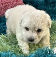 Lady   Bug , a female Maltipoo for sale in Birch Tree, MO – 8 of 10