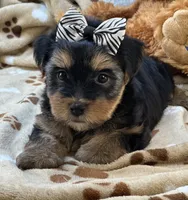 Handsome Boomer, a male Yorkipoo for sale in Birch Tree, MO – 3 of 10