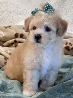 Hudson , a male Maltipoo for sale in Birch Tree, MO – 3 of 10