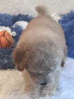 Chucky, a male Maltipoo for sale in Birch Tree, MO – 7 of 10