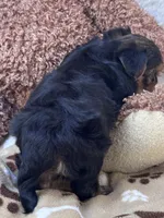 Rookie, a male Morkie for sale in Birch Tree, MO – 3 of 10