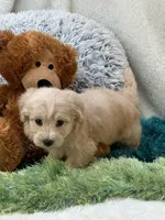 Freddy, a male Maltipoo for sale in Birch Tree, MO – 8 of 10