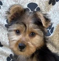 Silas, a male Morkie for sale in Birch Tree, MO – 2 of 10