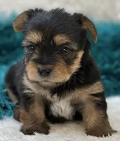 Bojangles, a male Morkie for sale in Birch Tree, MO – 7 of 10