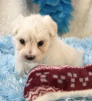 Camelot, a male Maltipoo for sale in Birch Tree, MO – 3 of 9