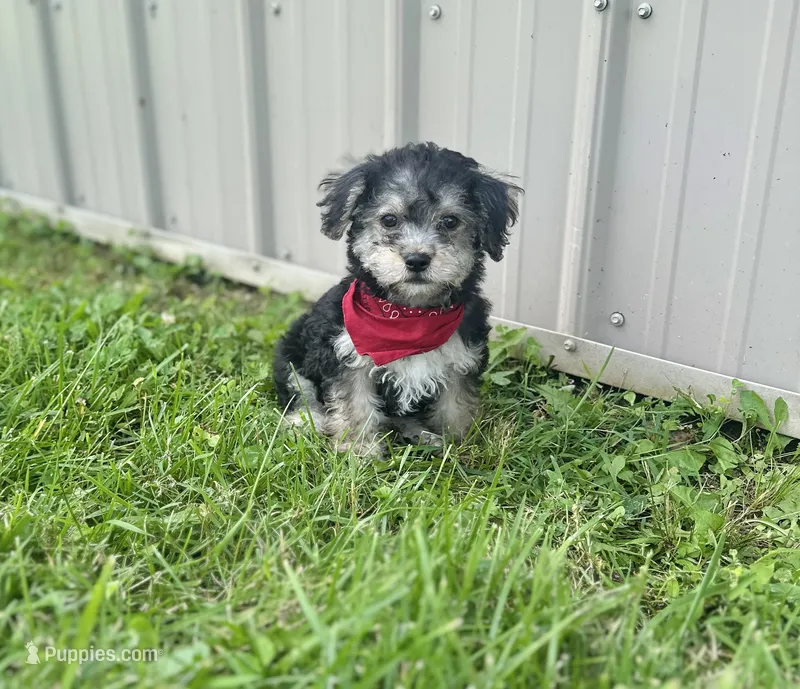 Biscuit  – Morkie puppy for sale in Birch Tree, MO