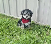 Biscuit , a male Morkie for sale in Birch Tree, MO – 1 of 5