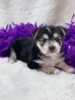 Sweet Cookie, a female Morkie for sale in Birch Tree, MO – 8 of 10