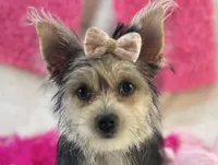 Ivy, a female Morkie for sale in Birch Tree, MO – 4 of 10