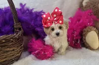 Roxie , a female Maltipoo for sale in Birch Tree, MO – Photo 1 of 5