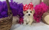 Roxie , a female Maltipoo for sale in Birch Tree, MO – Photo 2 of 5