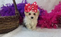Roxie , a female Maltipoo for sale in Birch Tree, MO – Photo 4 of 5