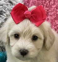 Honey Dew, a female Maltipoo for sale in Birch Tree, MO – 3 of 10