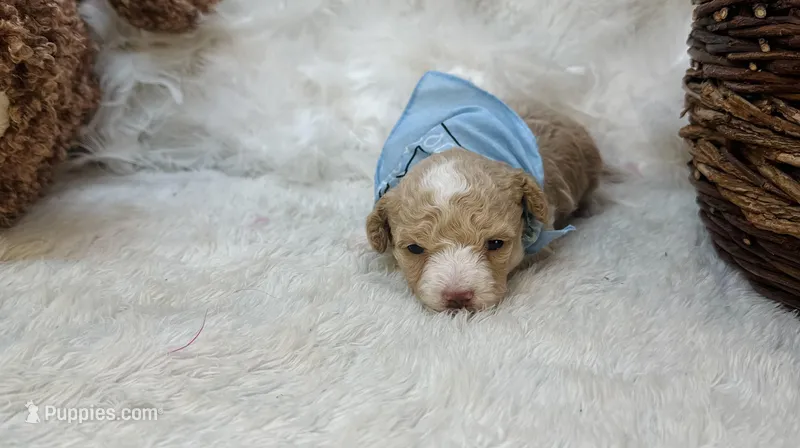 Jonah  – Maltipoo puppy for sale in Birch Tree, MO