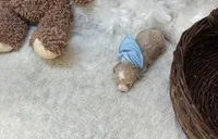 Jonah , a male Maltipoo for sale in Birch Tree, MO – Photo 2 of 3