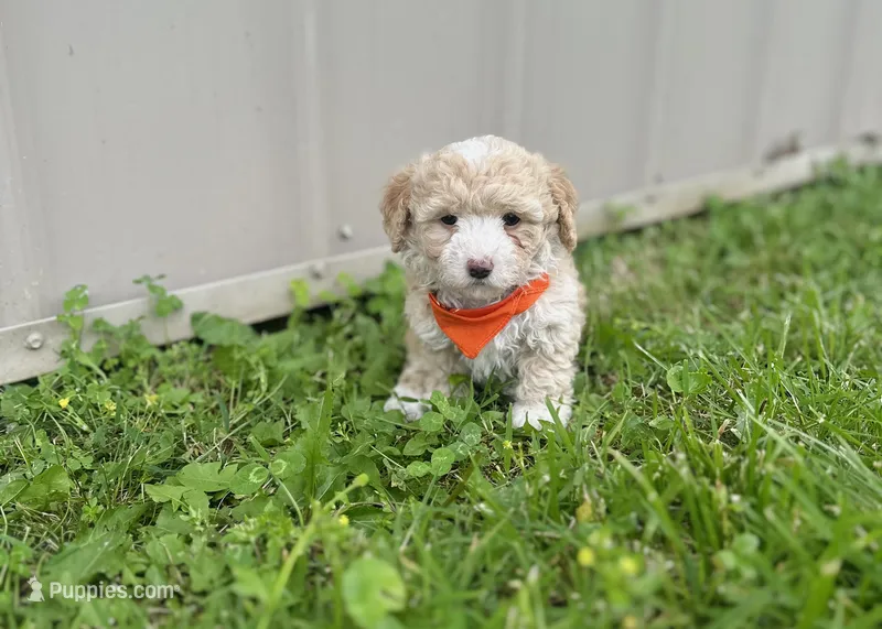 Jonah  – Maltipoo puppy for sale in Birch Tree, MO