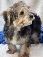 Festus, a male Morkie for sale in Birch Tree, MO – 8 of 10