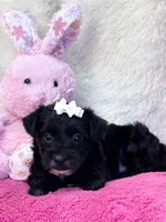 Tootsie, a female Yorkipoo for sale in Birch Tree, MO – 10 of 10