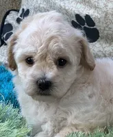 Ava Jean, a female Bichpoo for sale in Birch Tree, MO – 6 of 10