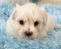 Camelot, a male Maltipoo for sale in Birch Tree, MO – 8 of 9
