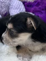 Sweet Cookie, a female Morkie for sale in Birch Tree, MO – 2 of 10