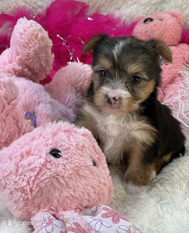 Claire – Morkie puppy for sale in Birch Tree, MO