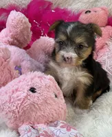 Claire, a female Morkie for sale in Birch Tree, MO – 1 of 10