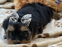 Handsome Boomer, a male Yorkipoo for sale in Birch Tree, MO – 2 of 10