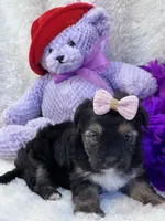 Twinkie, a female Yorkipoo for sale in Birch Tree, MO – 1 of 10