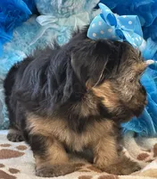 Gentle Ben, a male Yorkipoo for sale in Birch Tree, MO – 6 of 10