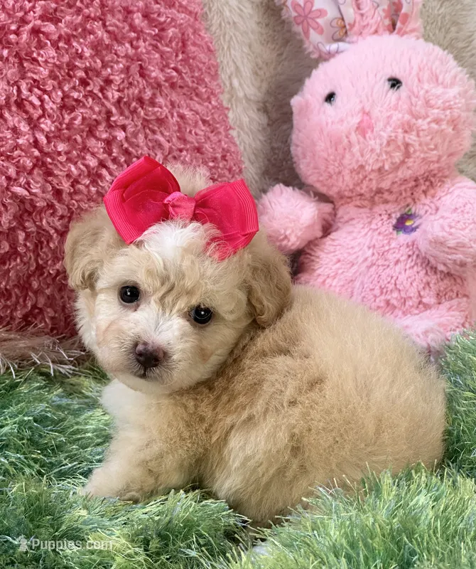 Mela – Maltipoo puppy for sale in Birch Tree, MO