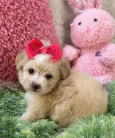 Mela, a female Maltipoo for sale in Birch Tree, MO – 1 of 7