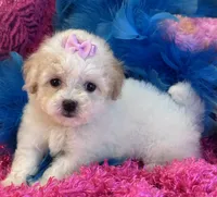 Butter Rose, a female Maltipoo for sale in Birch Tree, MO – 2 of 10