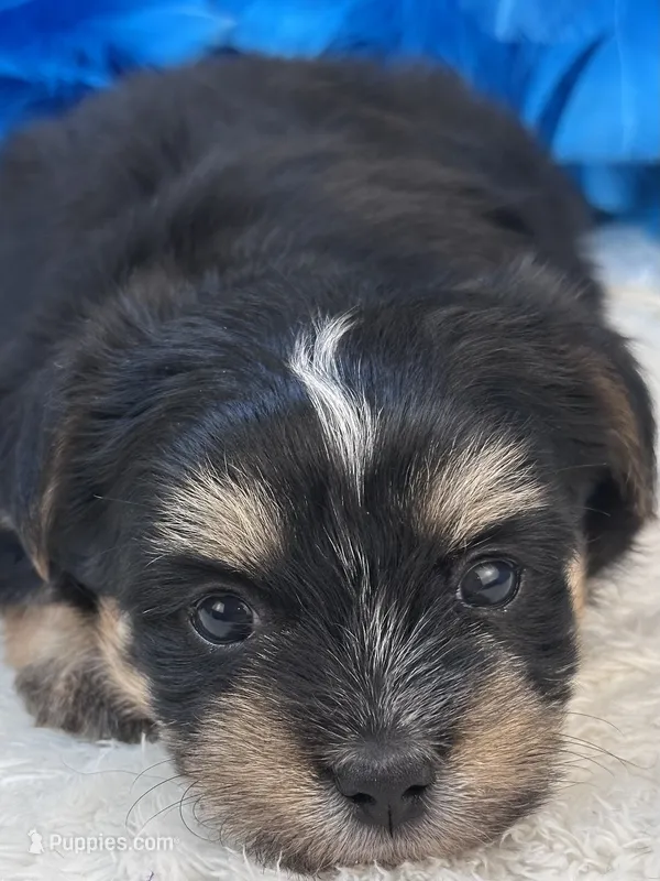 Banjo – Morkie puppy for sale in Birch Tree, MO