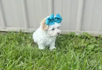 Marshmallow , a female Morkie for sale in Birch Tree, MO – 2 of 5
