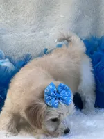 Magnum, a female Maltipoo for sale in Birch Tree, MO – 3 of 9