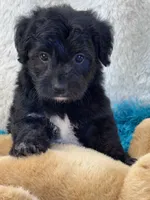 Tango, a male Yorkipoo for sale in Birch Tree, MO – 7 of 10